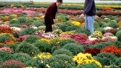 Essais de chrysanthèmes « pomponettes » aux Ets Brandkamp.