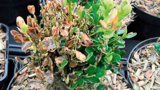 Forte attaque de Cylindrocladium buxicola sur un buis en pot.PHOTO : ASTREDHOR LOIRE-BRETAGNE (CDHR CENTRE)