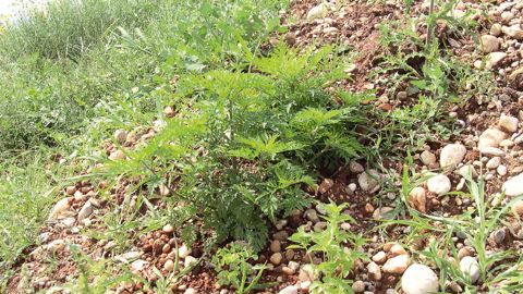 L'ambroisie n'a pas de frontières. Elle poursuit sa progression au-delà de la région Rhône-Alpes : Auvergne, Pays de la Loire, Poitou-Charentes, Midi-Pyrénées, Bourgogne, Franche-Comté, Bretagne...PHOTO : CLAUDE THIERY