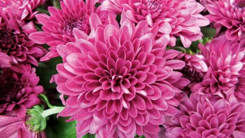 Les exportateurs de fleurs et plantes ont réalisé un très bon douzième mois en valeur exportée (444 millions d'euros), avec un chiffre d'affaires 2015 de 5,6 milliards d'euros, soit une augmentation de 3,4 %.PHOTO : VALÉRIE VIDRIL