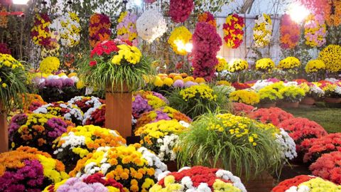 Les coloris homogènes en floraison et en vigueur permettent de produire des potées mixtes de plus en plus recherchées.