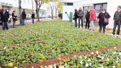 La gamme de pensées Prim'Up, mise en démonstration dans un massif à Saint-Nazaire (44), devrait donner son potentiel en fin d'hiver, les conditions climatiques n'ayant pas permis de planter suffisamment tôt pour constater la précocité de la série.