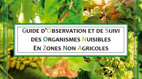 Les protocoles d'épidémio-surveillance sont désormais finalisés et recensés dans ce guide, qui peut servir d'outil à l'ensemble des responsables de la santé du végétal en espaces verts.