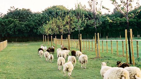 Les usages des parcs et jardins ont beaucoup changé en une dizaine d'années. Évolutifs, parfois inattendus, les besoins doivent être listés dès la conception des projets.PHOTO : CONSEIL GÉNÉRAL DU VAL-DE-MARNE