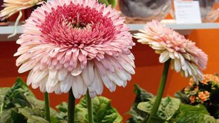Le Gerbera Grand Canyon® offre de très grosses fleurs (de 14 à 16 cm) de type pompon bénéficiant d'une longue durée de floraison. Il est attractif pour les patios et les terrasses.
