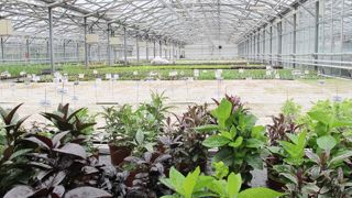 Comme en 2013, bien que dans une moindre mesure,le chiffre d'affaires des exploitations horticoles et de pépinière a baissé de 2,4 % en 2014.