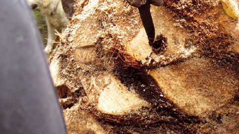 Une galerie provoquée par une larve de charançon rouge du palmier.