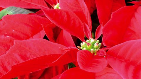 PHOTO : ODILE MAILLARD