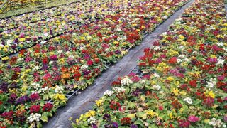 Très en avance, les primevères ne trouvent pas preneurs cette année.PHOTO : CÉCILE CLAVEIROLE
