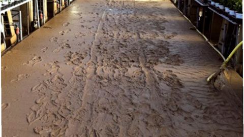 Une aide de 300 000 euros a été débloquée pour venir en aide aux horticulteurs du Var touchés par les inondations (ici les Ets Bury).PHOTO : BURY