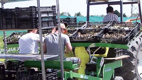 L'accueil efficient des saisonniers est un enjeu stratégique en Maine-et-Loire. La problématique est gérée par un collectif d'acteurs, incluant des entreprises de production notamment en horticulture, pépinière ou maraîchage...