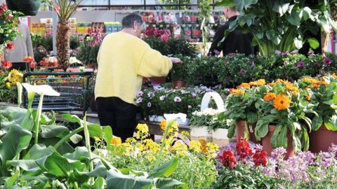 En 2015, à périmètre de magasins comparables, les jardineries ont enregistré une hausse de 0,4 % de leur chiffre d'affaires.PHOTO : VALÉRIE VIDRIL