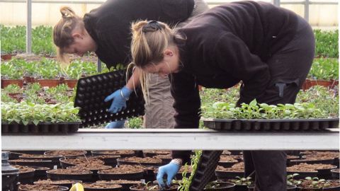 Pour une mise en oeuvre progressive du dispositif CPPP, les postures pénibles ne seront prises en compte qu'à partir de 2016.