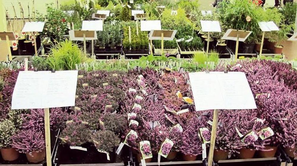 VégéDirect propose d'acheter directement les plantes présentées sur place, aux Ponts-de-Cé.PHOTO : VALÉRIE VIDRIL