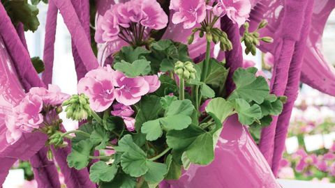 2014 sera l'année de la tendance Radiant Orchid qui décline des tons de rose plus ou moins soutenu.PHOTO : SMACT-STÉPHANE MORARD