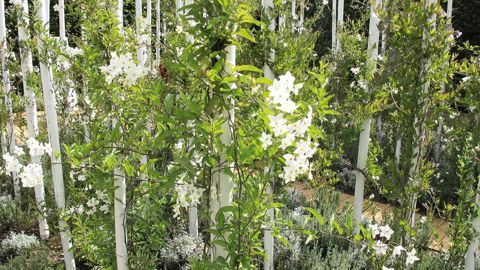 L'étude a consisté à identifier les végétaux en lien avec les tendances du marché et à faire valider la sélection par la distribution.