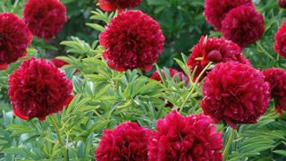 PHOTO  : DOMAINE DE SAINT-JEAN-DE-BEAUREGARD