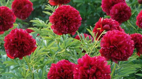 PHOTO  : DOMAINE DE SAINT-JEAN-DE-BEAUREGARD