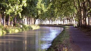 Les platanes, éléments majeurs du paysage, diminuent l'évaporation en été de 80 % grâce à la voûte qu'ils forment au-dessus de l'eau, et assurent une bonne stabilité des berges par leur système racinaire.PHOTO : FRANCIS GINESTET Les platanes, éléments majeurs du paysage, diminuent l'évaporation en été de 80 % grâce à la voûte qu'ils forment au-dessus de l'eau, et assurent une bonne stabilité des berges par leur système racinaire.PHOTO : FRANCIS GINESTET