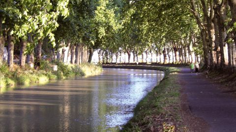Les platanes, éléments majeurs du paysage, diminuent l'évaporation en été de 80 % grâce à la voûte qu'ils forment au-dessus de l'eau, et assurent une bonne stabilité des berges par leur système racinaire.PHOTO : FRANCIS GINESTET