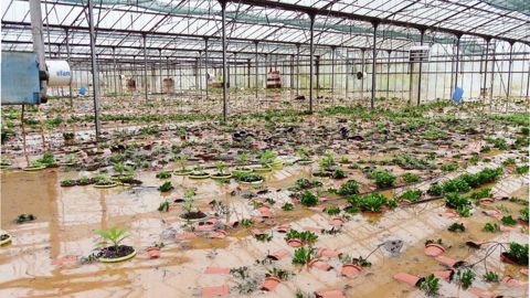 Dans le Var, certains horticulteurs n'ont pas échappé aux inondations des 18 et 19 janvier.PHOTO : CHAMBRE D'AGRICULTURE DU VAR