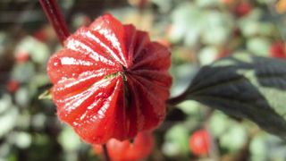 L'avenir de l'horticulture passe par de nouveaux produits, comme ici Hibiscus sabdarissa, mais aussi par de nouveaux usages du végétal et de nouveaux objectifs. Pour s'adapter l'entreprise doit être agile, comme le rappellera Hortéa dans son cycle de conférences dédiées aux prospectives végétales, au Salon du végétal à Angers...PHOTO : VALÉRIE VIDRIL L'avenir de l'horticulture passe par de nouveaux produits, comme ici Hibiscus sabdarissa, mais aussi par de nouveaux usages du végétal et de nouveaux objectifs. Pour s'adapter l'entreprise doit être agile, comme le rappellera Hortéa dans son cycle de conférences dédiées aux prospectives végétales, au Salon du végétal à Angers...PHOTO : VALÉRIE VIDRIL
