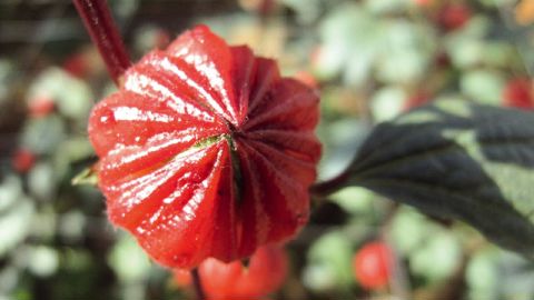 L'avenir de l'horticulture passe par de nouveaux produits, comme ici Hibiscus sabdarissa, mais aussi par de nouveaux usages du végétal et de nouveaux objectifs. Pour s'adapter l'entreprise doit être agile, comme le rappellera Hortéa dans son cycle de conférences dédiées aux prospectives végétales, au Salon du végétal à Angers...PHOTO : VALÉRIE VIDRIL