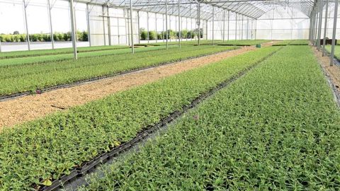 La pépinière française est de nouveau présente dans l'ENA (European nurserystock association). C'est l'interprofession Val'hor qui représente désormais l'Hexagone dans l'association européenne.