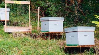 Le service des espaces verts de Billère a mis en place une gestion différenciée et d'autres actions en faveur de la biodiversité, dont l'installation d'un rucher, qu'il a fallu protéger du frelon asiatique.PHOTO : VILLE DE BILLÈRE Le service des espaces verts de Billère a mis en place une gestion différenciée et d'autres actions en faveur de la biodiversité, dont l'installation d'un rucher, qu'il a fallu protéger du frelon asiatique.PHOTO : VILLE DE BILLÈRE