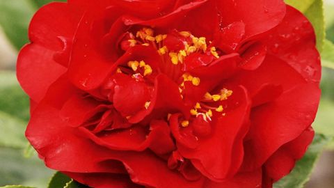 PHOTO : PÉPINIÈRES ROUÉ