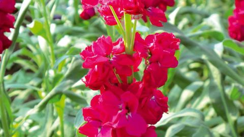 Sur le bassin varois, la giroflée n'est plus cultivée que confidentiellement sous abri léger, alors qu'elle est idéale à cultiver sous climat méditerranéen. L'élargissement de la gamme avec des coloris vifs permettrait de relancer cette culture.