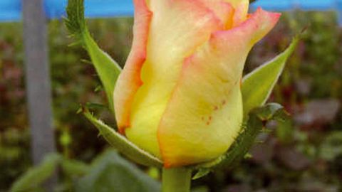 Avec le retrait de substances actives ces dernières années, le contrôle des thrips devient problématique en culture de rose. Il passe par la gestion des produits restants pour éviter les résistances, la prophylaxie et la protection biologique intégrée.PHOTO : KOPPERT