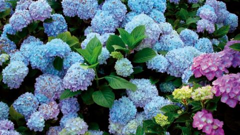 Le colloque s'attachera à préciser les moyens à mettre en oeuvre pour développer le marché de l'Hydrangea en tenant compte des contraintes environnementales et commerciales.PHOTO : HW