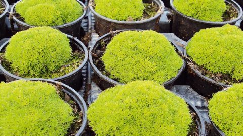 PHOTO : LA FORÊT JEUNES PLANTS
