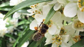 En deuxième lecture du projet de loi sur la biodiversité à l'Assemblée nationale, les députés ont voté un amendement interdisant les insecticides de la famille des néonicotinoïdes à partir du 1er septembre 2018. En deuxième lecture du projet de loi sur la biodiversité à l'Assemblée nationale, les députés ont voté un amendement interdisant les insecticides de la famille des néonicotinoïdes à partir du 1er septembre 2018.