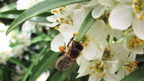 En deuxième lecture du projet de loi sur la biodiversité à l'Assemblée nationale, les députés ont voté un amendement interdisant les insecticides de la famille des néonicotinoïdes à partir du 1er septembre 2018.