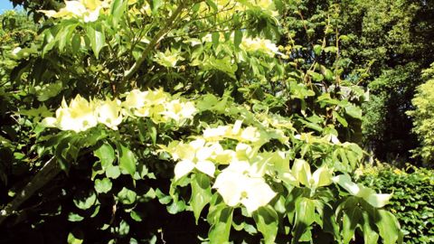 Le choix de la bonne espèce au bon endroit n'est pas toujours aisé. D'où le projet Végébase®, lancé par Plante & Cité, qui vise à aider les professionnels dans leurs choix. Pour les arbustes, par exemple, l'association s'est appuyée sur l'expertise des Arbusticulteurs.