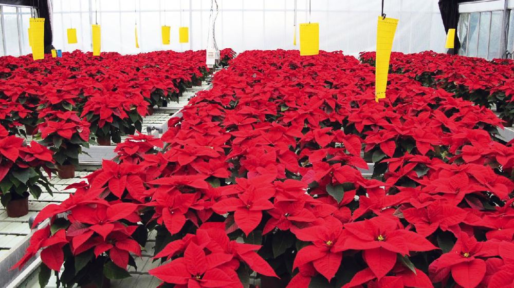 Lors de la matinée technique de l'Astredhor, une intervention présentera les résultats des stations sur les conduites climatiques économes en énergie en cultures d'ornement sous abris (ici, culture de Poinsettia au Ratho).