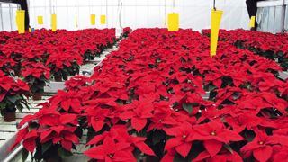 Lors de la matinée technique de l'Astredhor, une intervention présentera les résultats des stations sur les conduites climatiques économes en énergie en cultures d'ornement sous abris (ici, culture de Poinsettia au Ratho).