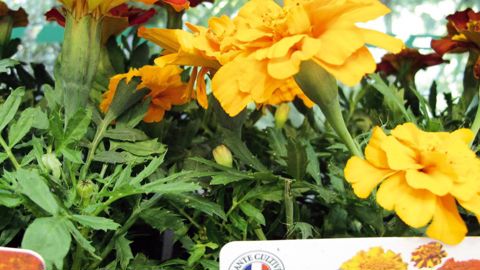 Le « made in France » fera l'objet d'une conférence dans le cadre du pôle Prospectives végétales du Salon du végétal d'Angers, le mardi 18 février à 11 h et le mercredi 19 à 15 h 45, sous la houlette de Végépolys Veille et Prospective.