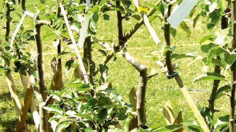 Près de 51 % des Français possèdent un arbre ou un arbuste à fruits. Dans un cas sur deux, ces personnes diposent d'un cerisier...PHOTO : CLAUDE THIERY