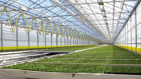 Entre 2006 et 2010, près du quart des entreprises horticoles ont disparu. Celles qui restent réalisent un chiffre d'affaires à la hausse, mais globalement les ventes de produits horticoles se sont érodées sur cette période.PHOTO : FRANCIS GINESTET