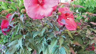 Un Hibiscus moscheutos présenté au concours de l'innovation du salon Aquiflor, à Bordeaux (33), par la pépinière Fleurs du Sud, adhérente de l'Aspeco. Un Hibiscus moscheutos présenté au concours de l'innovation du salon Aquiflor, à Bordeaux (33), par la pépinière Fleurs du Sud, adhérente de l'Aspeco.