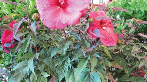 Un Hibiscus moscheutos présenté au concours de l'innovation du salon Aquiflor, à Bordeaux (33), par la pépinière Fleurs du Sud, adhérente de l'Aspeco.