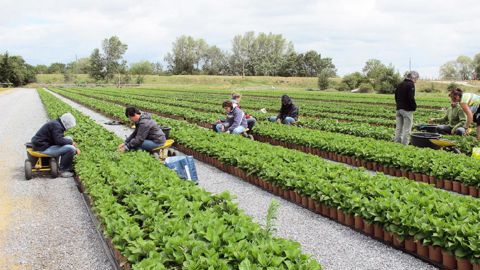 Dans le département du Maine-et-Loire, l'emploi saisonnier représente 3 000 équivalents temps plein (ETP) et concerne 25 000 personnes.PHOTO : ODILE MAILLARD