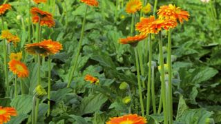 Le concours « Var Terre d'innovation » vise à encourager les projets innovants (tous secteurs confondus) dans le département. Cette année, deux horticulteurs ont été récompensés.