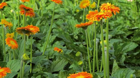 Le concours « Var Terre d'innovation » vise à encourager les projets innovants (tous secteurs confondus) dans le département. Cette année, deux horticulteurs ont été récompensés.