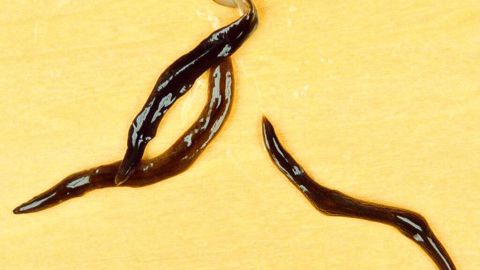 Cette espèce de ver plat exotique, marron, lombrivore, a été découverte dans l'Essonne, à Vigneux-sur-Seine, en octobre 2013. L'OEPP avait signalé la présence de ces vers exotiques dès la fin des années 1990 à ses pays membres.PHOTO. : J. DAVION/J.-L. JUSTINE