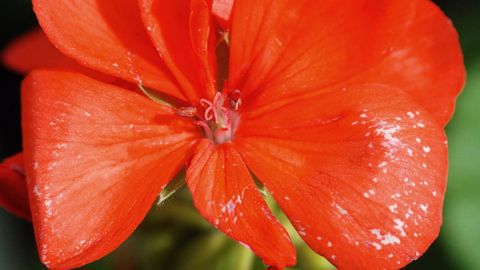 La douceur hivernale explique probablement les émergences de thrips constatées sous abris. Ici, des mouchetures causées par le ravageur sur des pétales d'Impatiens.PHOTO : JÉRÔME JULLIEN