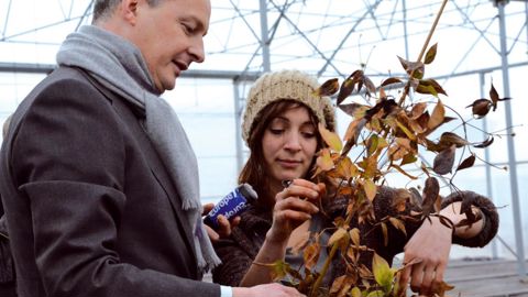La pépinière Lavedeau a choisi d'offrir au ministre de l'Agriculture une nouvelle clématite, 'Angela' « pour lui montrer l'importance de l'innovation dans nos métiers ».